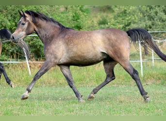 Arabian horses, Gelding, 3 years, 15 hh, Grey