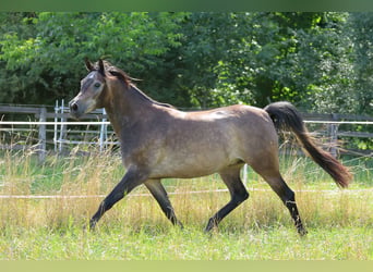 Arabian horses, Gelding, 3 years, 15 hh, Grey