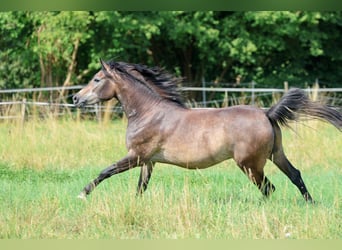 Arabian horses, Gelding, 3 years, 15 hh, Grey