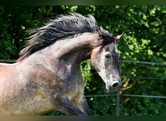 Arabian horses, Gelding, 3 years, 15 hh, Grey