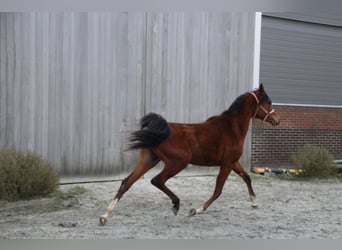 Arabian horses, Gelding, 3 years, 15,1 hh, Brown