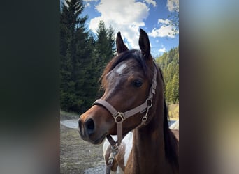 Arabian horses, Gelding, 3 years, 15,1 hh, Brown