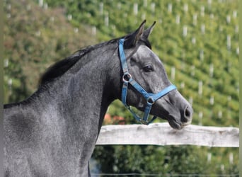 Arabian horses, Gelding, 3 years, 15,1 hh, Grey