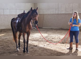Arabian horses, Gelding, 3 years, Brown