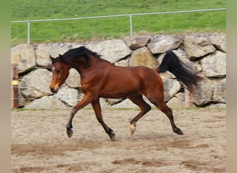 Arabian horses, Gelding, 3 years, Brown