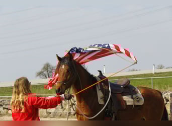 Arabian horses, Gelding, 3 years, Brown