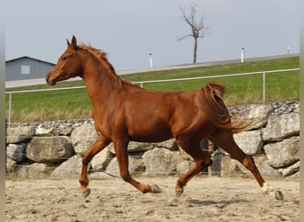 Arabian horses, Gelding, 3 years, Chestnut-Red