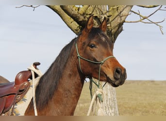 Arabian horses, Gelding, 3 years