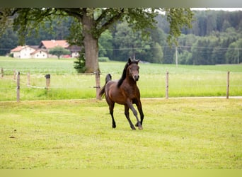 Arabian horses, Gelding, 4 years, 14,2 hh, Bay-Dark