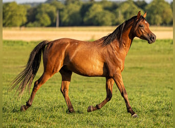 Arabian horses, Gelding, 4 years, 14.2 hh, Brown