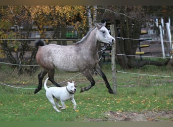 Arabian horses, Gelding, 4 years, 14,2 hh, Gray-Blue-Tan