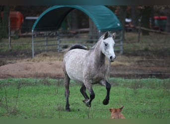 Arabian horses, Gelding, 4 years, 14,2 hh, Gray-Blue-Tan