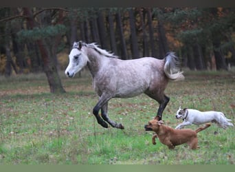 Arabian horses, Gelding, 4 years, 14,2 hh, Gray-Blue-Tan