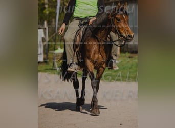 Arabian horses, Gelding, 4 years, 14,2 hh, Gray-Blue-Tan