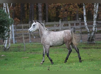 Arabian horses, Gelding, 4 years, 14,2 hh, Gray-Blue-Tan