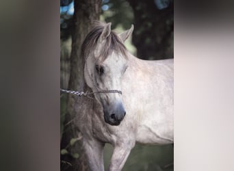Arabian horses, Gelding, 4 years, 14.2 hh, Gray