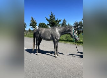 Arabian horses, Gelding, 4 years, 14.2 hh, Grey