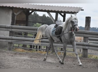 Arabian horses, Gelding, 4 years, 14.2 hh, Grey-Fleabitten
