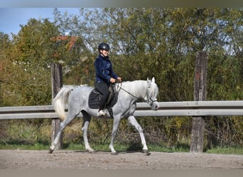 Arabian horses, Gelding, 4 years, 14.2 hh, Grey-Fleabitten
