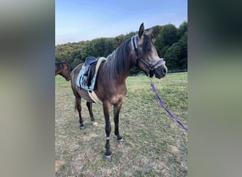Arabian horses, Gelding, 4 years, 14.2 hh, Grey