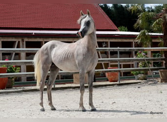 Arabian horses, Gelding, 4 years, 14.2 hh