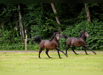 Arabian horses, Gelding, 4 years, 14.3 hh, Black