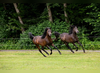 Arabian horses, Gelding, 4 years, 14.3 hh, Brown