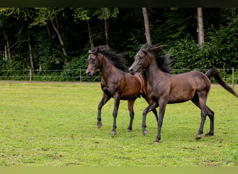 Arabian horses, Gelding, 4 years, 14.3 hh, Brown