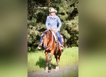 Arabian horses, Gelding, 4 years, 14.3 hh, Brown