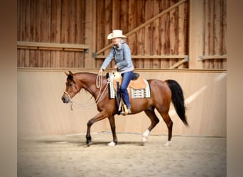 Arabian horses, Gelding, 4 years, 14.3 hh, Brown
