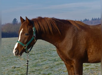 Arabian horses, Gelding, 4 years, 14.3 hh, Chestnut-Red