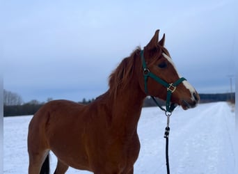Arabian horses, Gelding, 4 years, 14.3 hh, Chestnut-Red