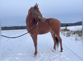 Arabian horses, Gelding, 4 years, 14.3 hh, Chestnut-Red