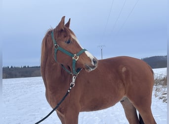 Arabian horses, Gelding, 4 years, 14.3 hh, Chestnut-Red