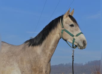 Arabian horses, Gelding, 4 years, 14.3 hh, Gray