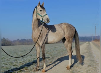 Arabian horses, Gelding, 4 years, 14.3 hh, Gray