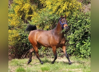 Arabian horses, Gelding, 4 years, 14.3 hh, Smoky-Black