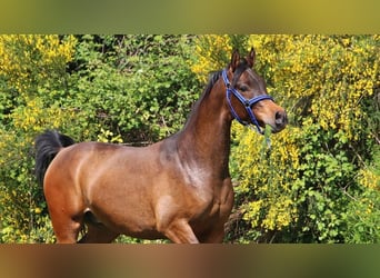 Arabian horses, Gelding, 4 years, 14.3 hh, Smoky-Black