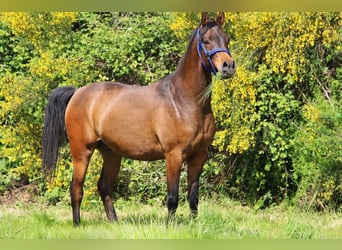 Arabian horses, Gelding, 4 years, 14.3 hh, Smoky-Black