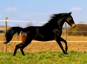 Arabian horses, Gelding, 4 years, 15.1 hh, Bay-Dark