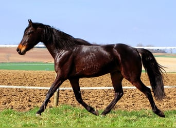 Arabian horses, Gelding, 4 years, 15.1 hh, Bay-Dark