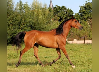 Arabian horses, Gelding, 4 years, 15,1 hh, Brown