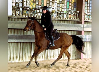 Arabian horses, Gelding, 4 years, 15,1 hh, Brown