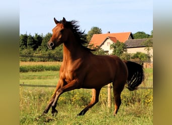 Arabian horses, Gelding, 4 years, 15,1 hh, Brown