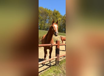 Arabian horses, Gelding, 4 years, 15.1 hh, Chestnut-Red
