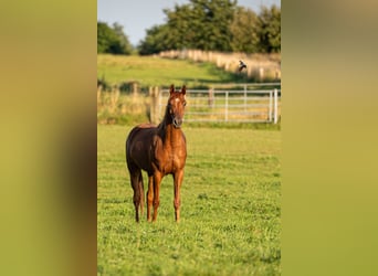 Arabian horses, Gelding, 4 years, 15.1 hh, Chestnut-Red