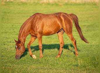 Arabian horses, Gelding, 4 years, 15.1 hh, Chestnut-Red