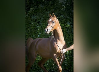 Arabian horses, Gelding, 4 years, 15,1 hh, Chestnut-Red