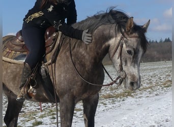 Arabian horses, Gelding, 4 years, 15,1 hh, Gray