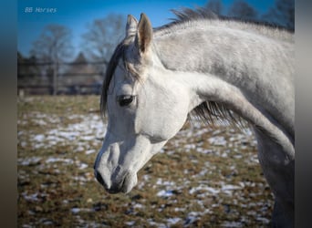 Arabian horses, Gelding, 4 years, 15,1 hh, Gray